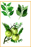 Three Myrobalans (Triphala Ghana)