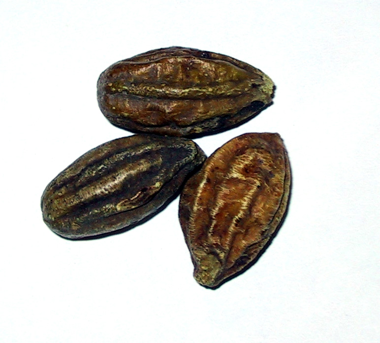 Terminalia Arjuna (Arjuna Ghana)