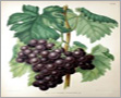 Vitis Vinifera (Draksha Ghana)